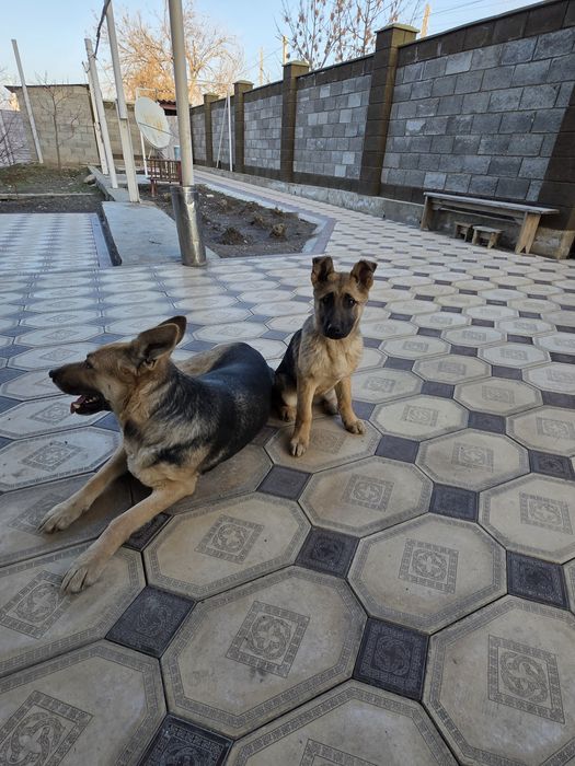 Овчарка девочка .