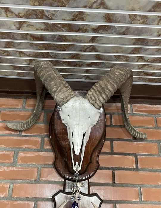 Продам декоративные рога