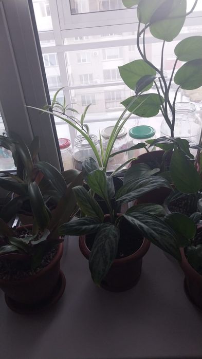 Продам комнатные цаеты