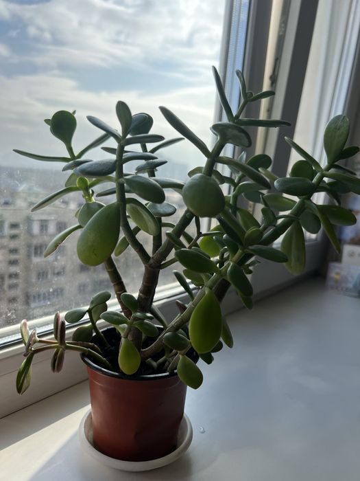 цветы домашние Толстянка/Красула