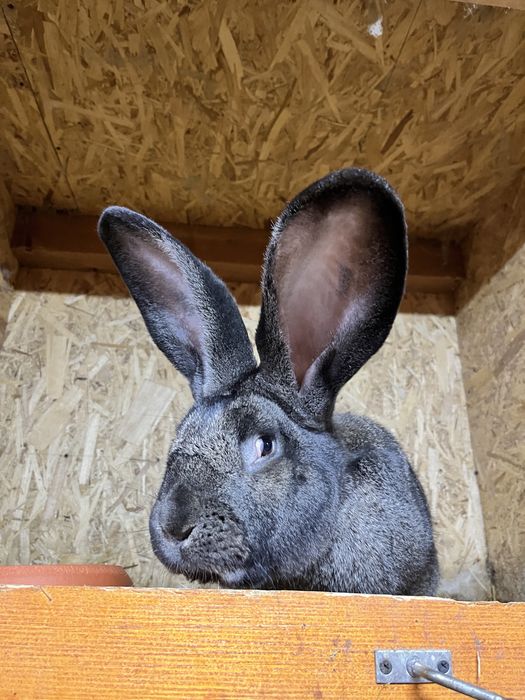 Iepuri Mascul si Femela de Urias German