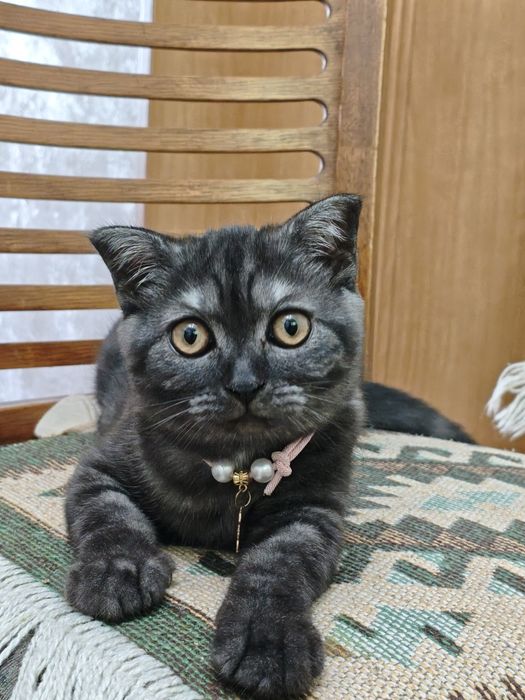 Продам котенка скотиш фолд