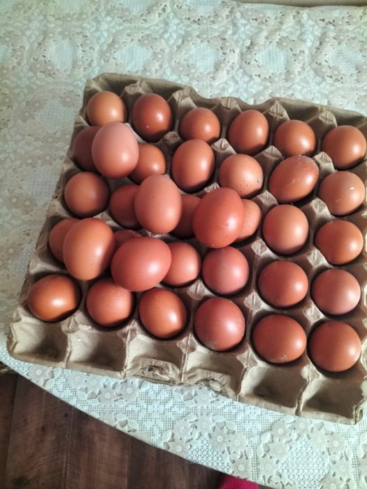 Домашние куриные