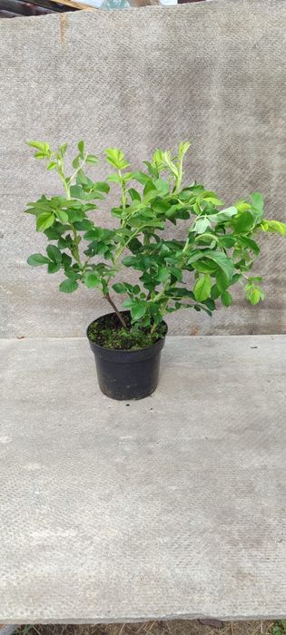 Продажа кустарников