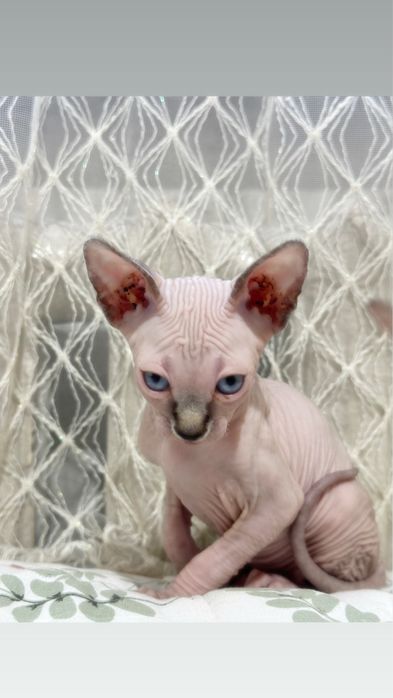 Котята канадского сфинкса