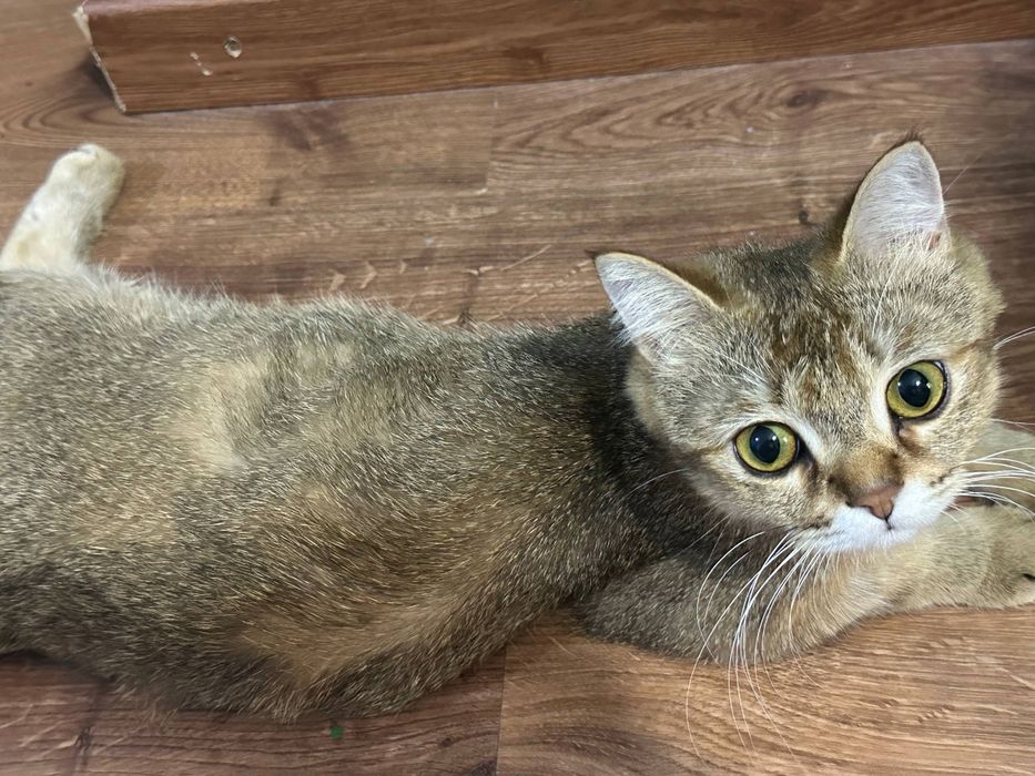 Кошка 1,5 года отдам беспоатно