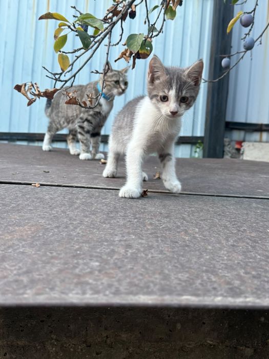 Котята 2 месяца к лотку приучины
