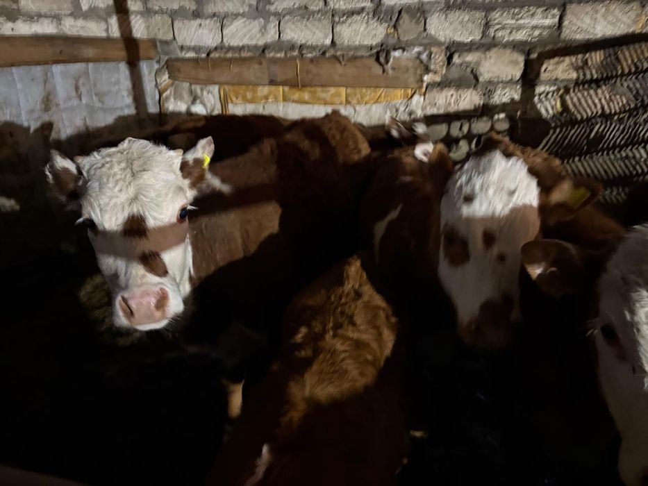 Бузаулар сатылады