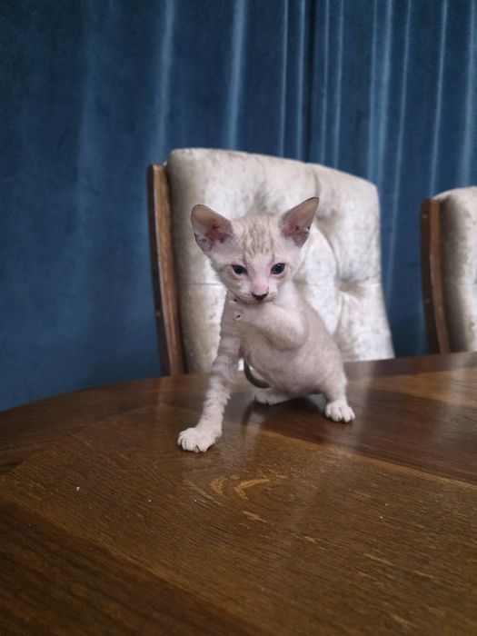 Продажа котят канадский сфинкс
