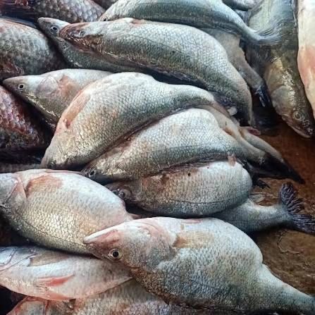 Окунь 1кг за 2500тг