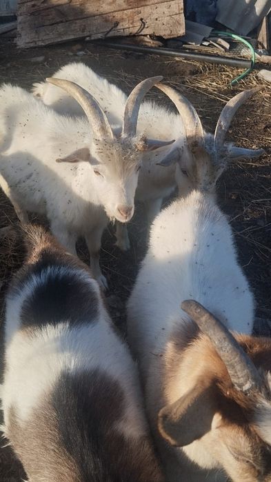 Продам дойных коз