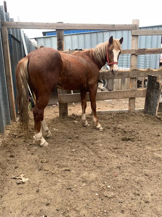Донен сатылады,уйретылген