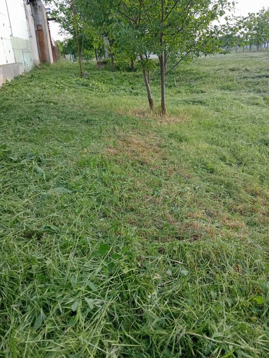 Tai iarba Detalii în privat doar in județul Arad