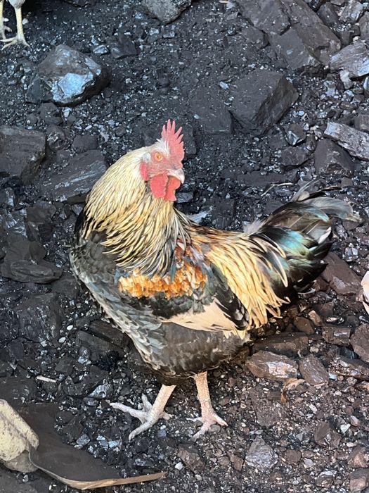 Продам куриц и петухов
