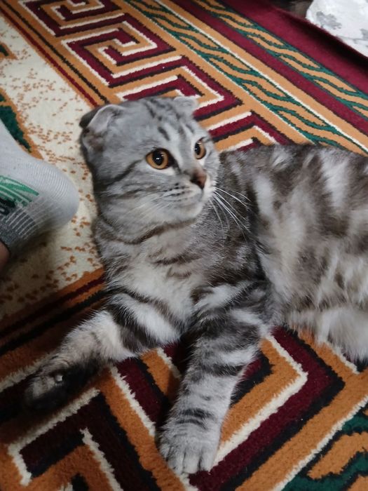 Продаётся 8-месячный котенок, породы скоттиш фолд