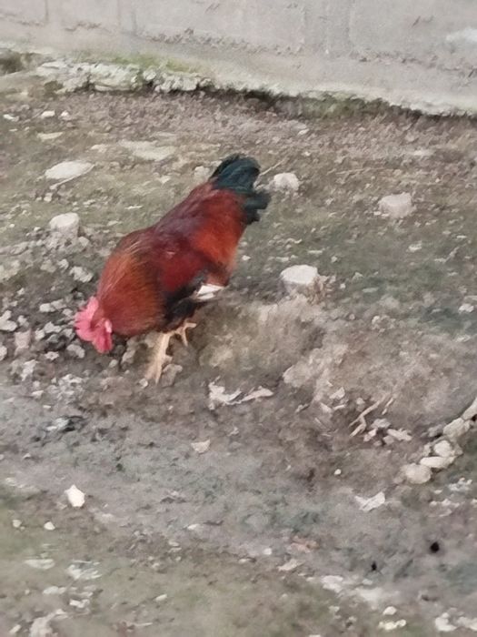 Jaydari Xoʻroz sotiladi