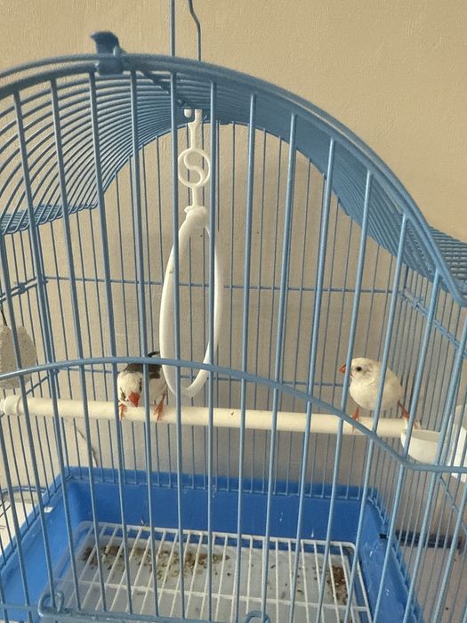 Құс сатылады әдемі таза