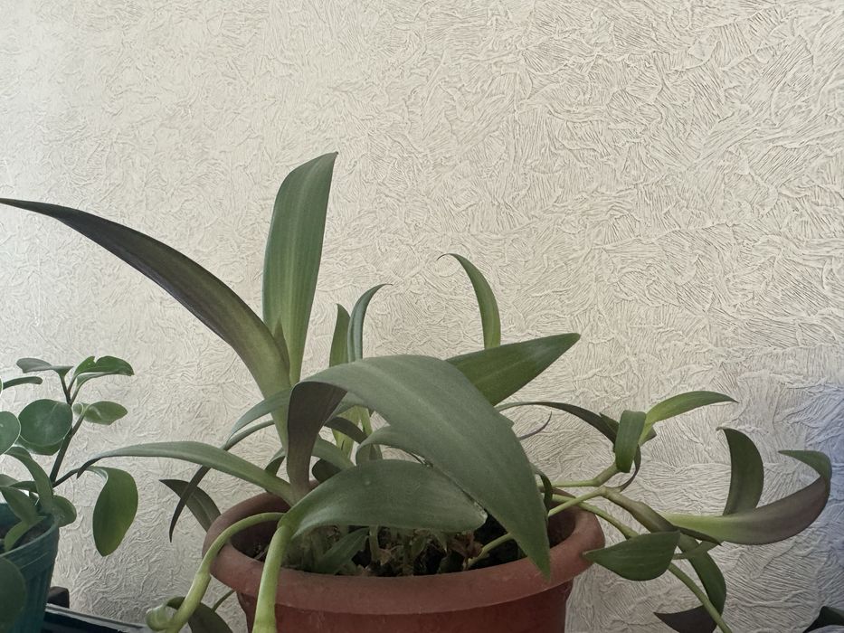 Ростки цветов разные