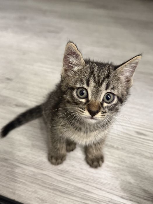 Отлам котят в добрые руки