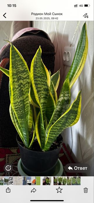 Сансиверия Лауренти