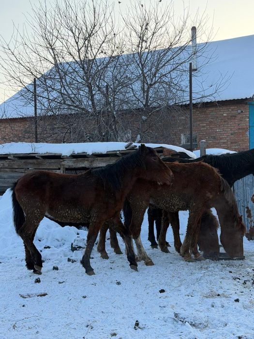 Продам лошадей с откорма