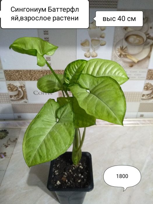 Продам Сингониумы.Пеперомии