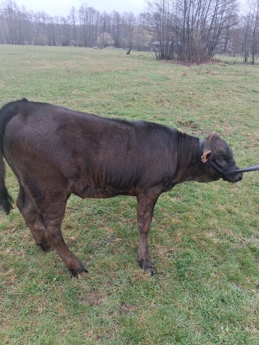 Vând viței de lapte frumoși Preț bun