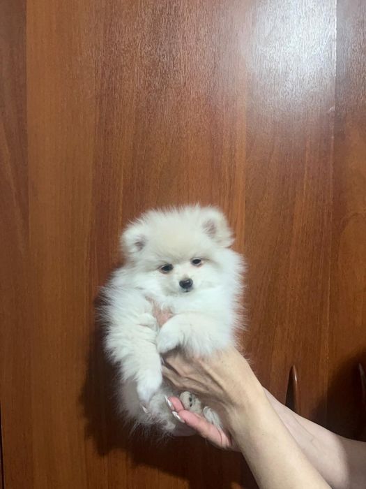 Щенки немецкого щпица