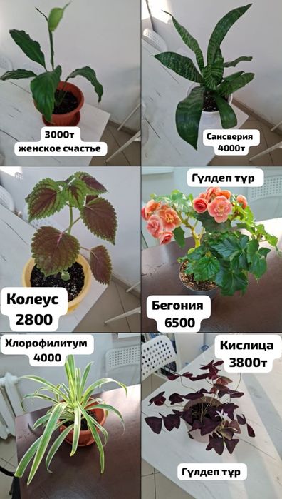 Комнатные  цветы