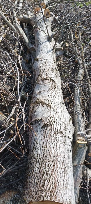 Орехов дървесен материал