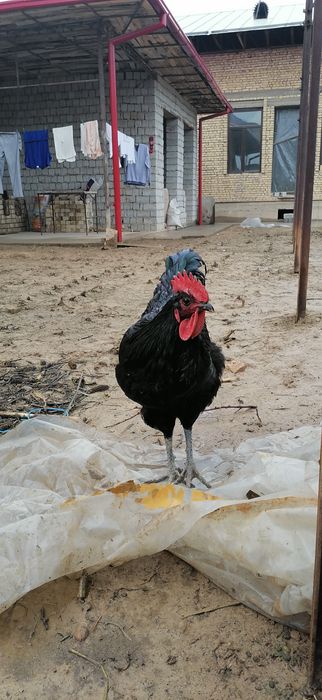 Qora shahzoda xo'rozi 10 oylik