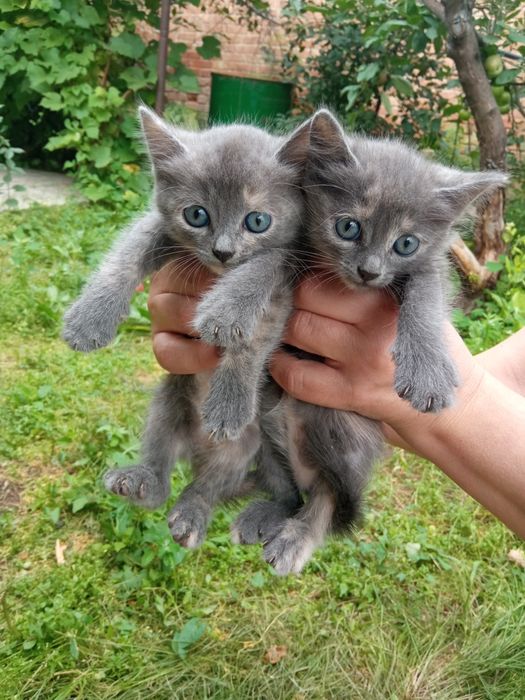 Котята красивые от рыжей кошки