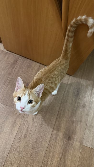 Отдам кошку в хорошие руки