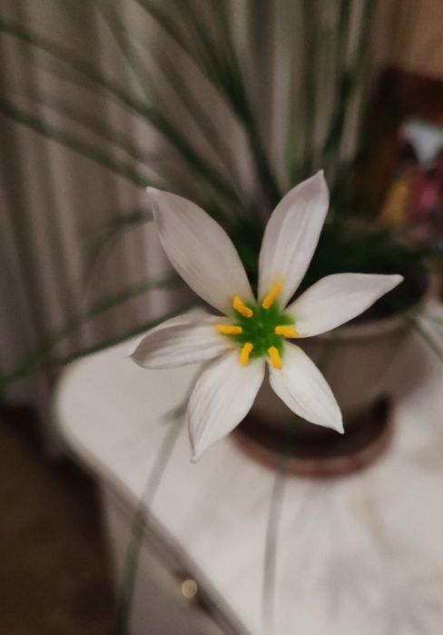 Зефирантес выскочка белая