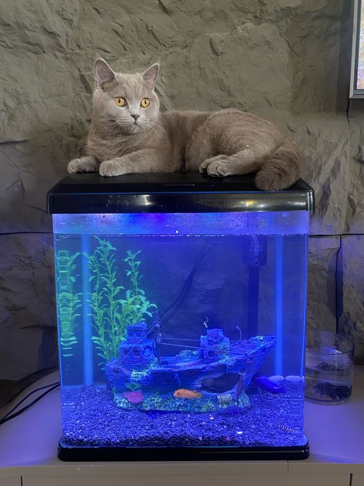 Ищем кота британца для вязки