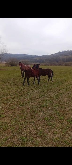 Vand iapa buna de căruț și doi mânji