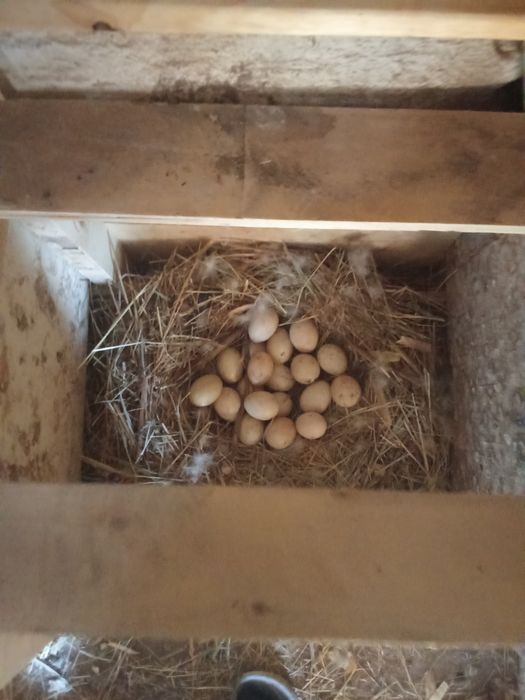 Домашние  куры молодки