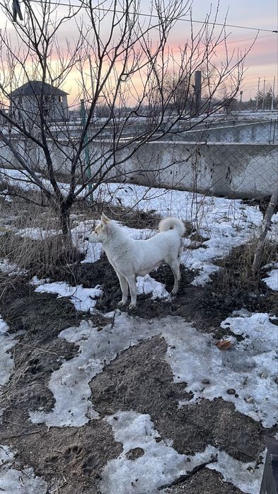 Тегін. Шешесі лайка