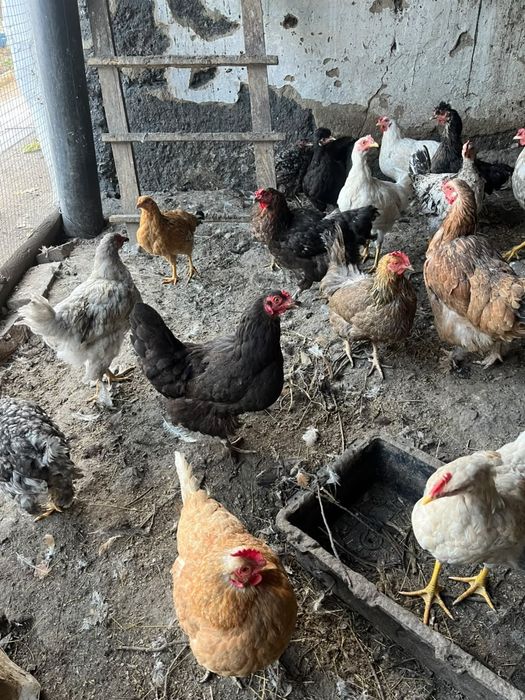 Продам домашних курей