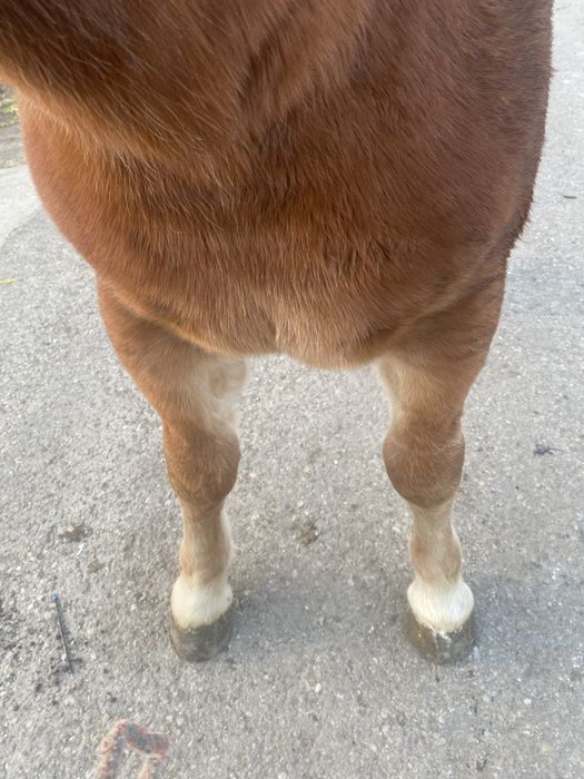 Vand Manaza de 8 luni este frumosa grea mai multe detali la telefon