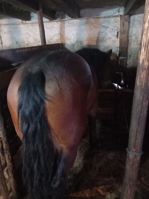 Mînza poloneza 3 ani variante