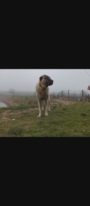 Чистокръвни кангали