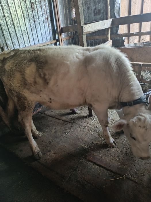 Продаеться телочки 9-10 месячные