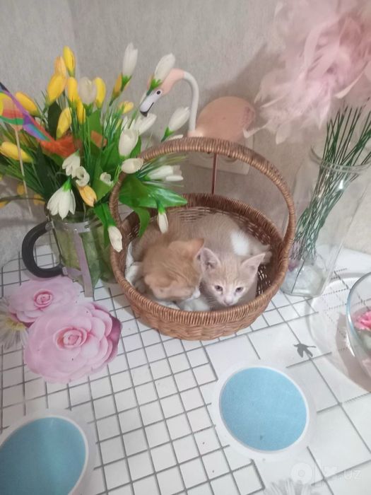 Отдам котят в хорошие руки