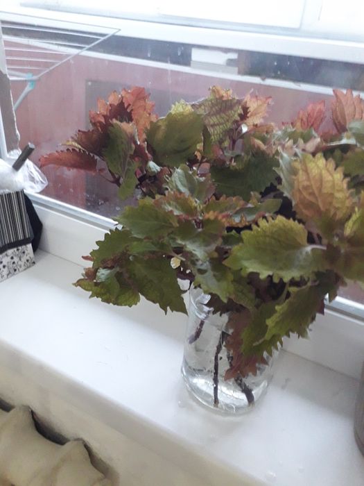 Продам колеус ростки