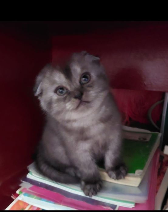 Шотландский уникальный котенок