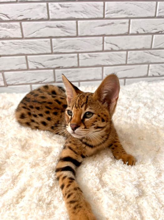 Саванна  мальчик