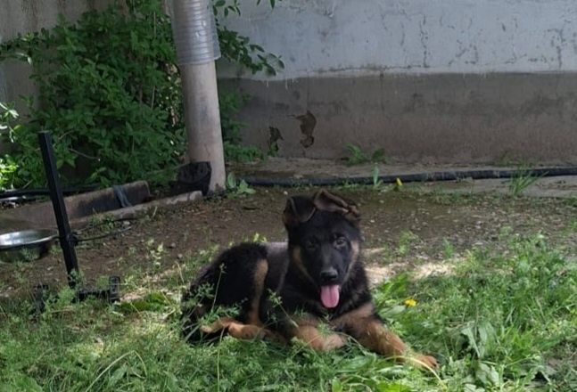 Немецкая овчарка күшігі