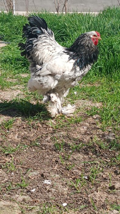 Brama tochkalik xuroz