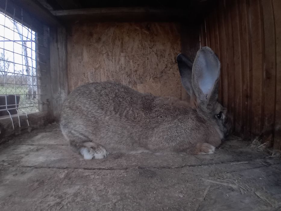 Vând femela Urias German!